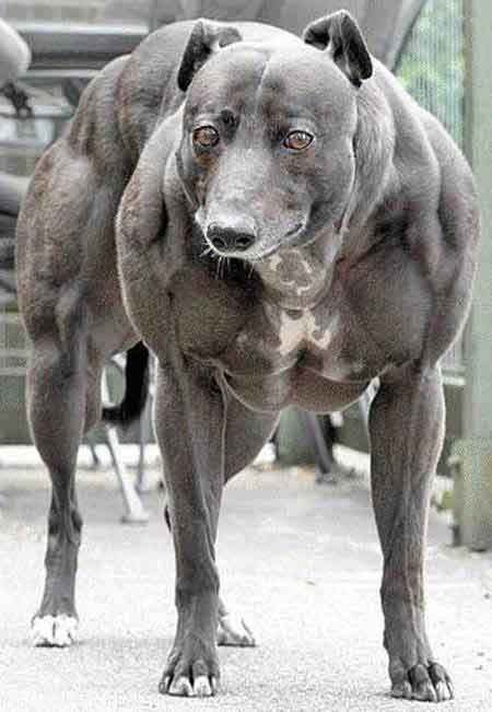 strongest dog in world. World Strongest Dog Funny