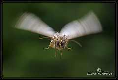 Flying Grey Dagger or Dark Dagger Moth